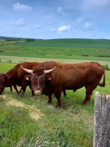 Vache salers