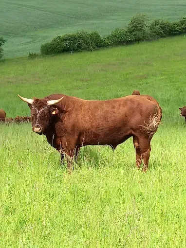 vache salers 2