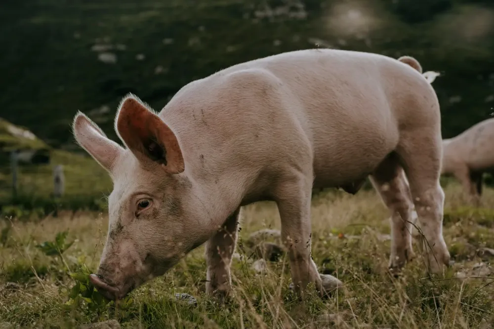 elevage-porc