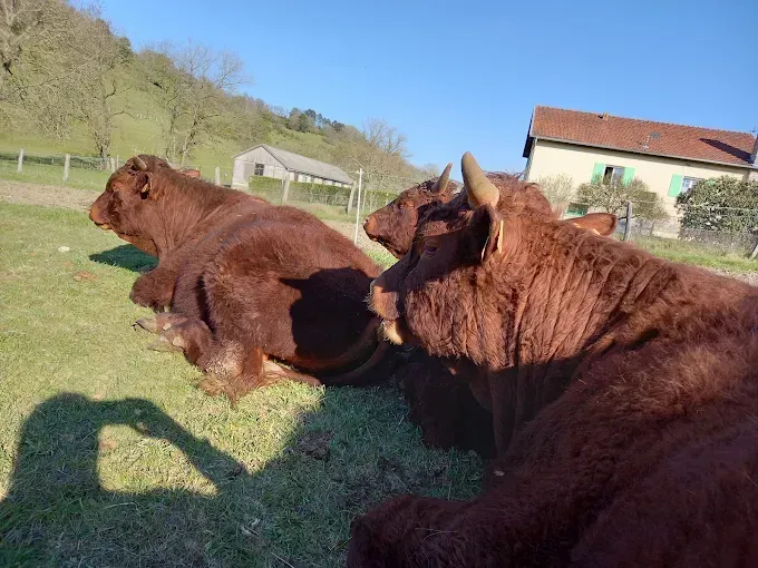 vache salers 1