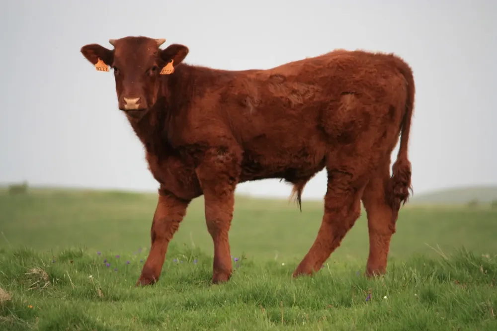 Producteur de viande à Nançois le Grand