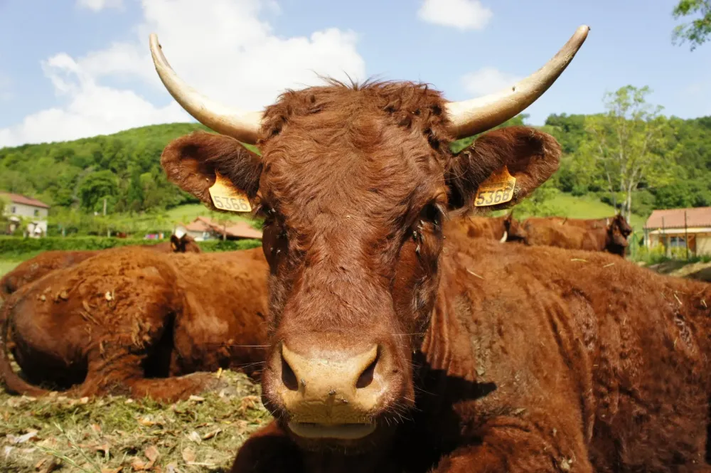 Vente directe bœuf à Nançois le Grand
