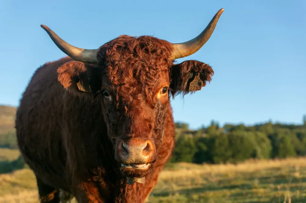 Vente directe producteur à Nançois le Grand