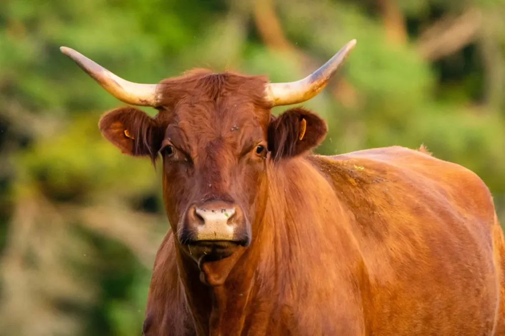 Vente directe ferme à Nançois le Grand