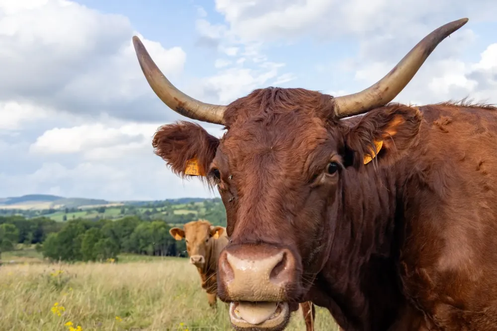Viande bio
