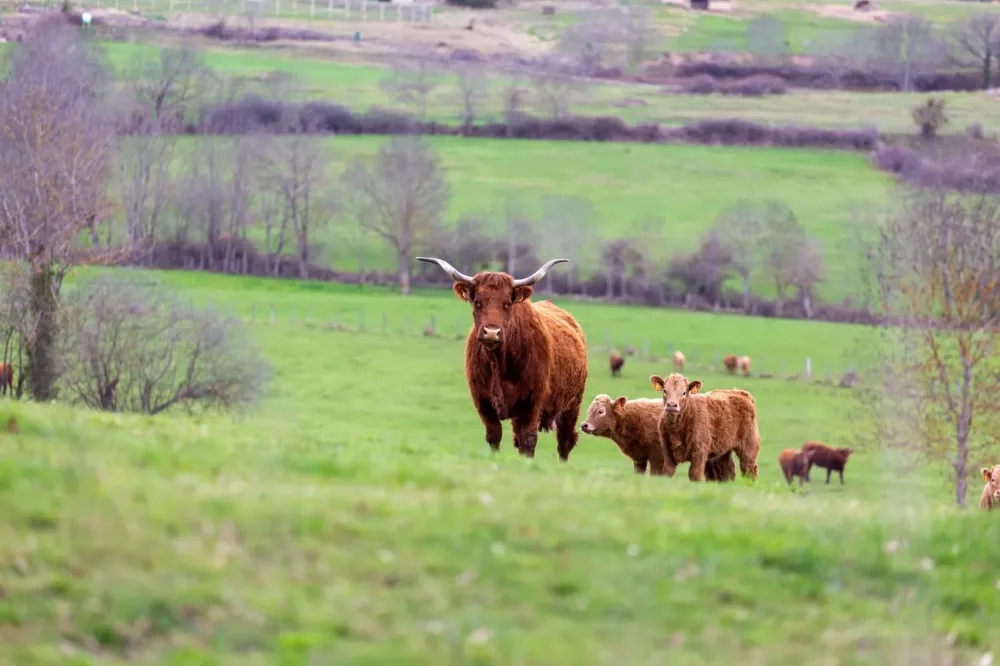 Vache salers à Nançois le Grand