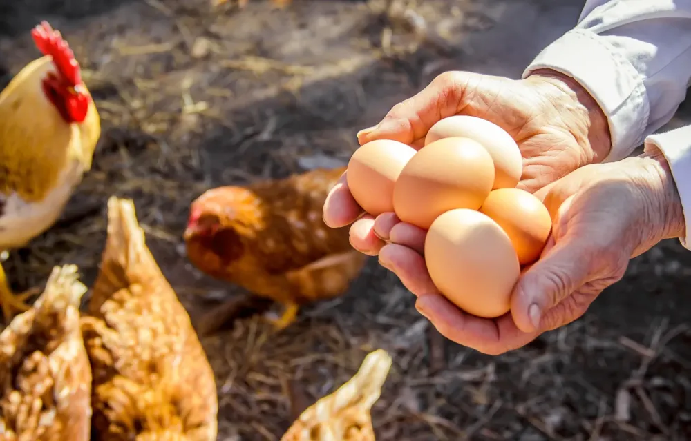 Produits de la ferme à Nançois le Grand
